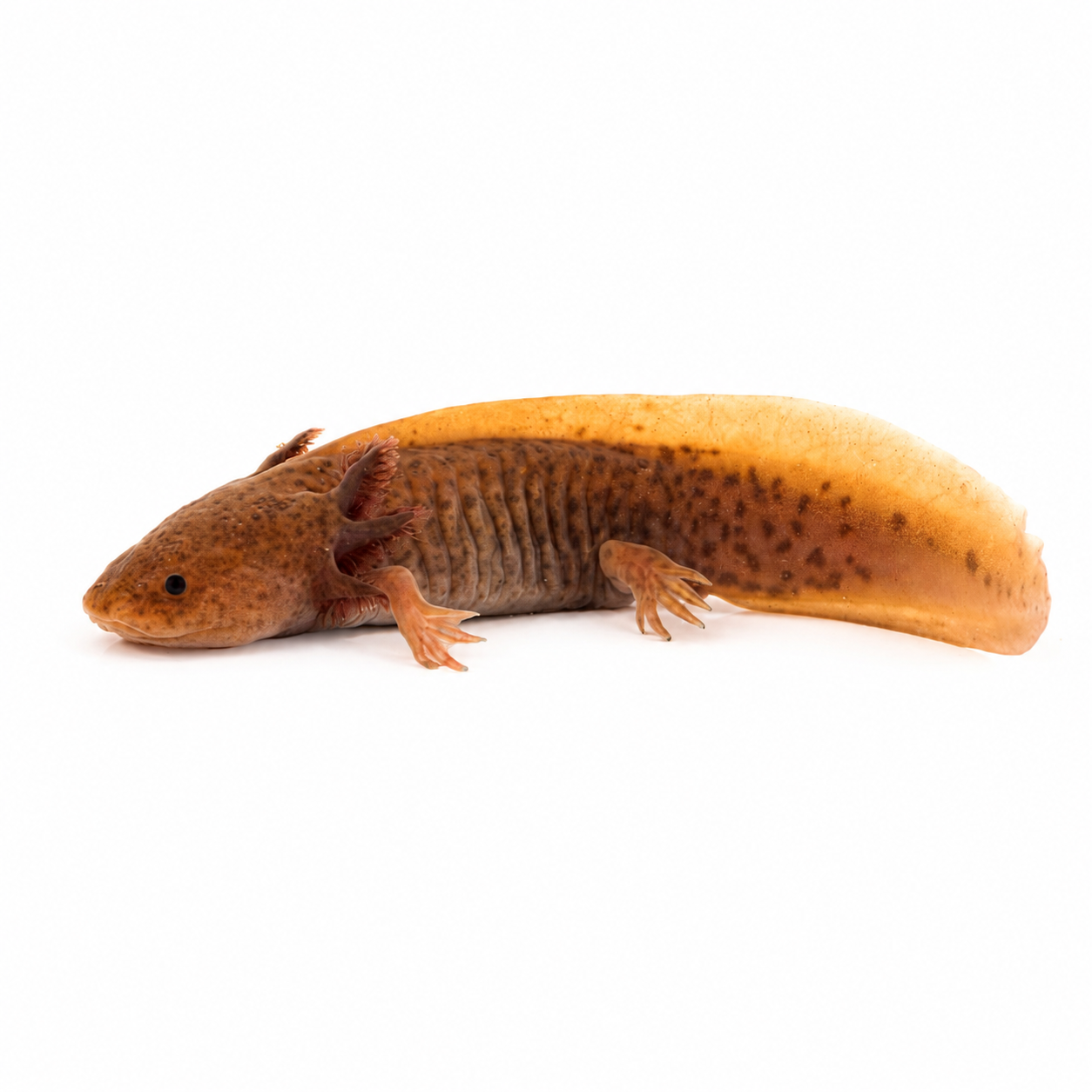 Axolotl Copper Ambystoma mexicanum à coloration cuivrée et tachetée présenté de profil