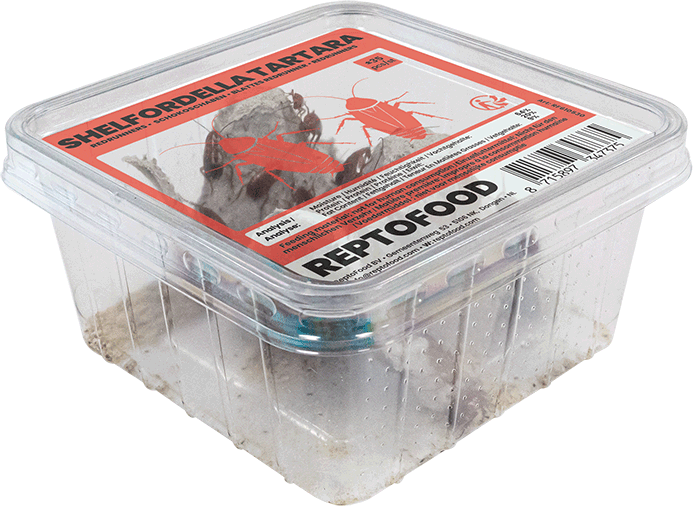 Blattes Red Runner vivantes Reptofood