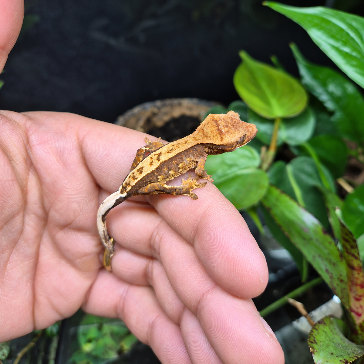 Jeune Gecko à crête Correlophus ciliatus n°1 aux teintes brunes et orangées, photographié sur une main dans un décor végétal.