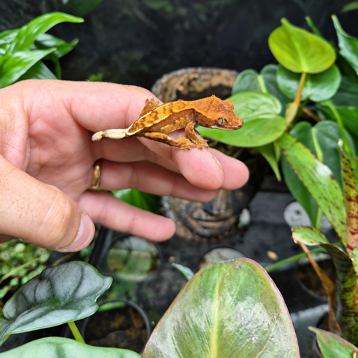 Jeune Gecko à crête Correlophus ciliatus n°2 aux couleurs brunes et orangées, photographié sur une main dans un décor végétal.