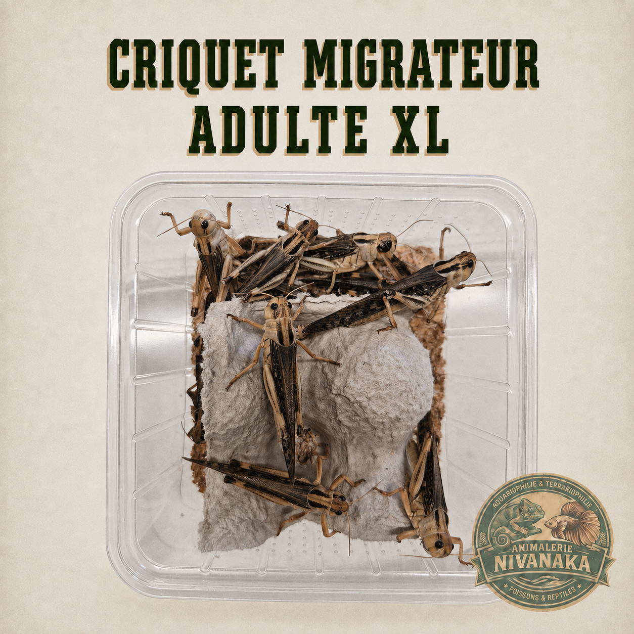 Criquets migrateurs vivants adultes XL pour reptiles insectivores