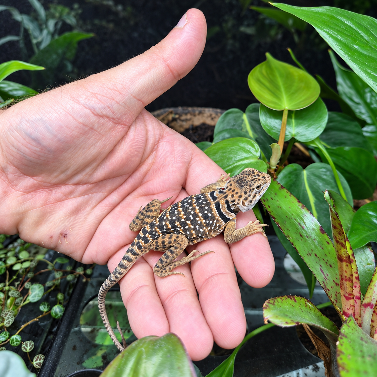 Lézard à collier – Crotaphytus collaris