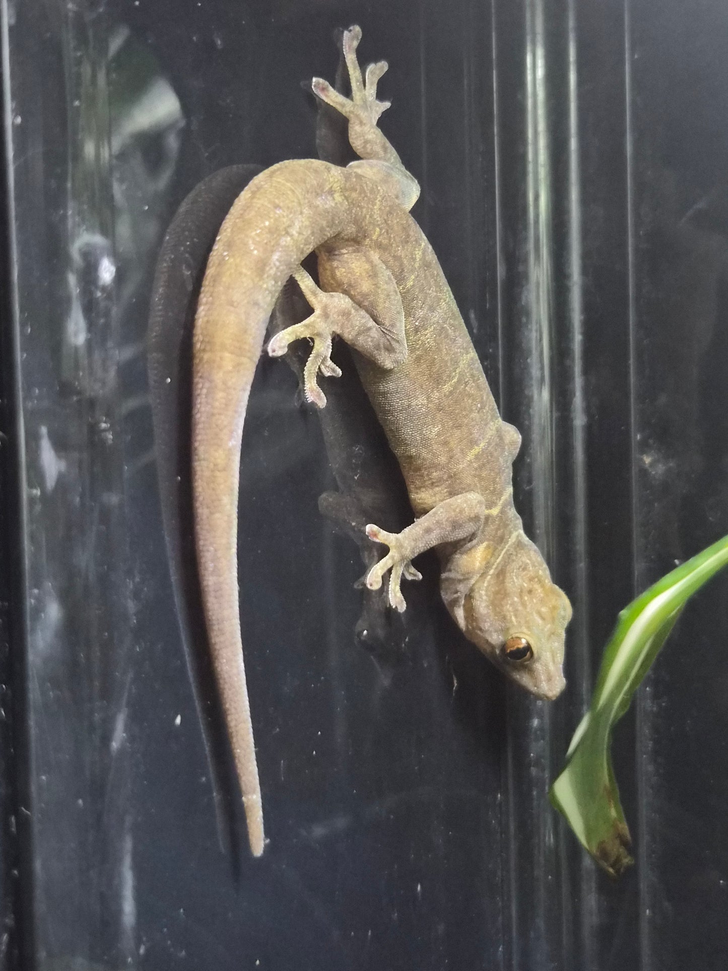 Gecko doré femelle Gekko badenii disponible chez Nivanaka