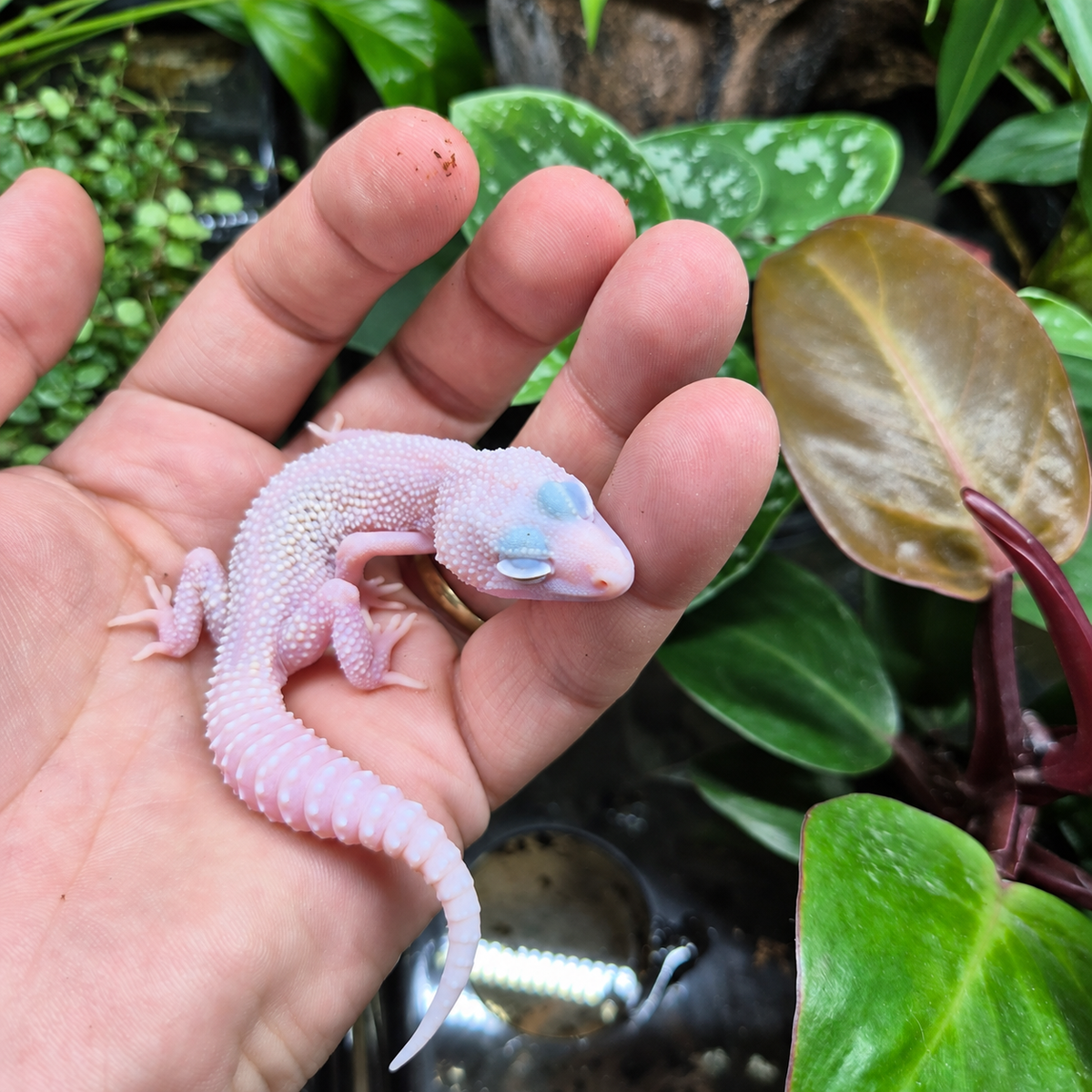 Gecko léopard Diablo Blanco n°2 à la coloration blanche rosée et aux nuances bleu pâle, photographié sur une main devant un terrarium végétalisé.