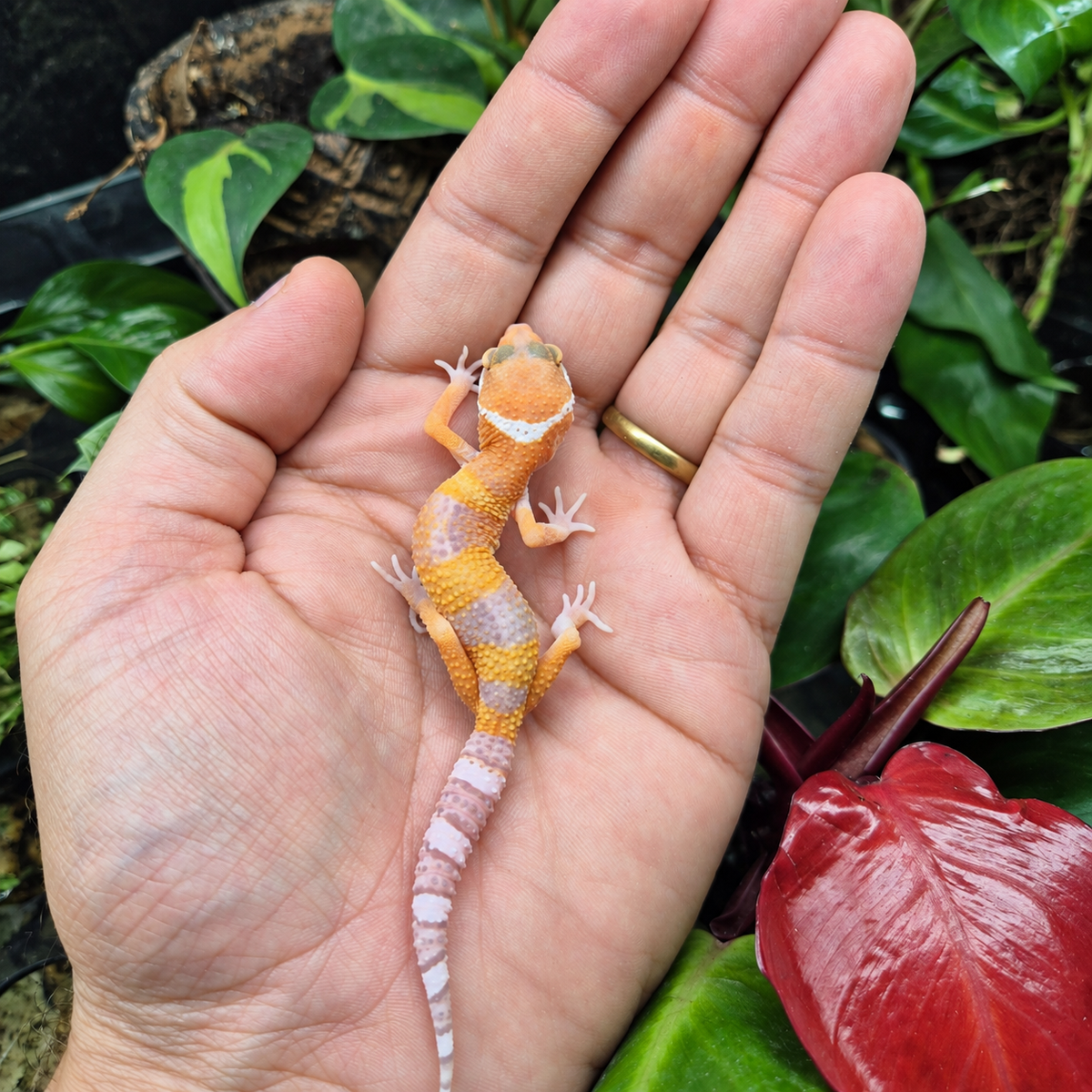 Gecko léopard juvénile orange à bandes lavande et queue claire, vu de dessus sur une main devant un terrarium végétalisé.