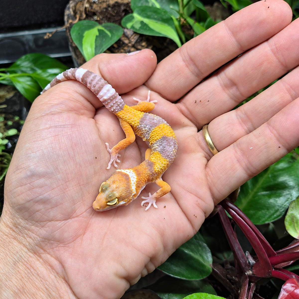 Gecko léopard juvénile orange à bandes lavande et queue annelée claire, photographié sur une main dans un terrarium végétalisé.