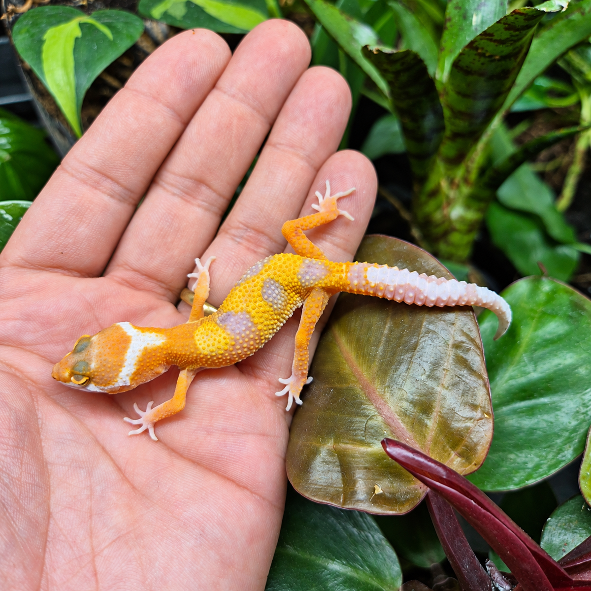 Gecko léopard juvénile orange, blanc et lavande à la queue claire, photographié sur une main devant un terrarium végétalisé.