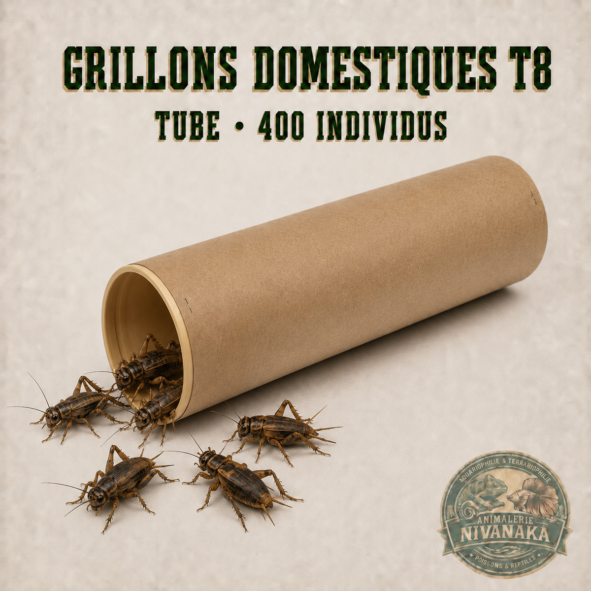 Tube d’environ 400 grillons domestiques vivants T8 pour reptiles insectivores