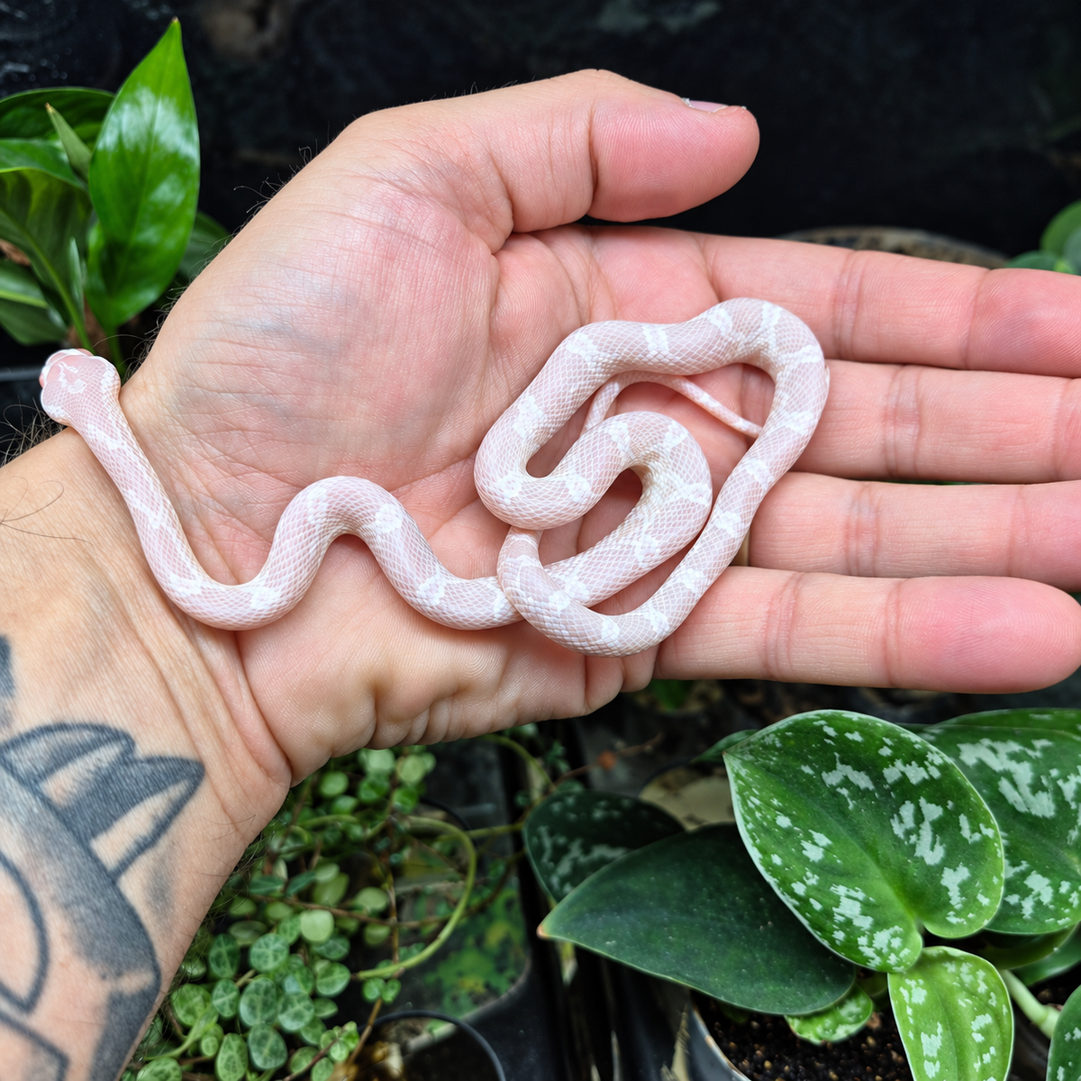 Jeune Pantherophis guttatus Snow aux nuances blanches et rose pâle, photographié dans une main sur un décor végétal.