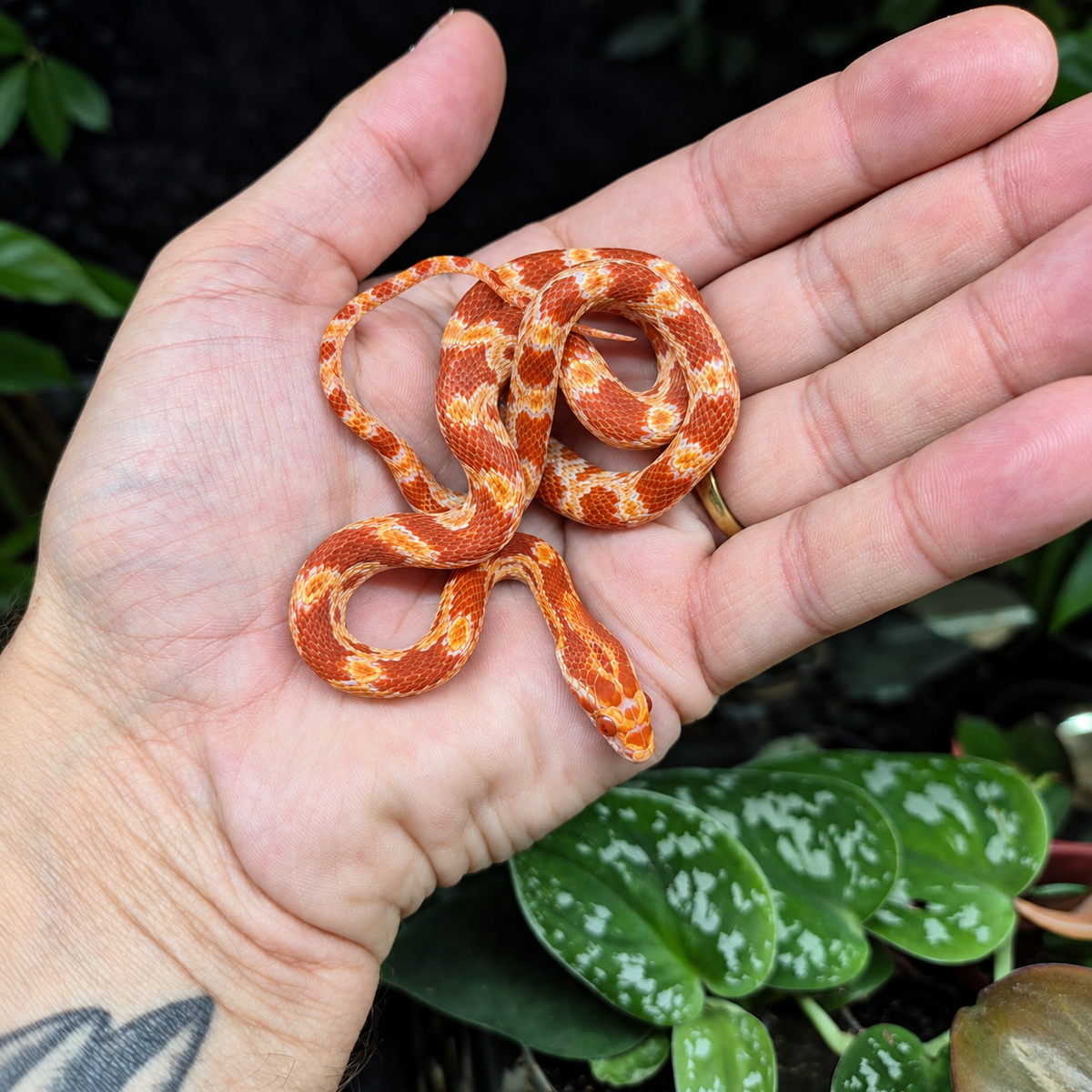 Jeune Pantherophis guttatus amélanistique n°2, orange et blanc, photographié dans une main sur un décor végétal.