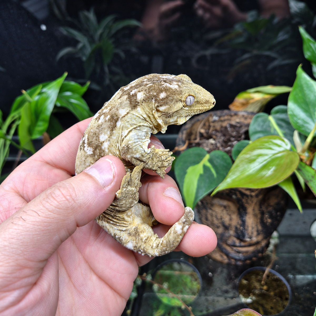 Rhacodactylus leachianus juvénile tenu dans une main devant un terrarium végétalisé.