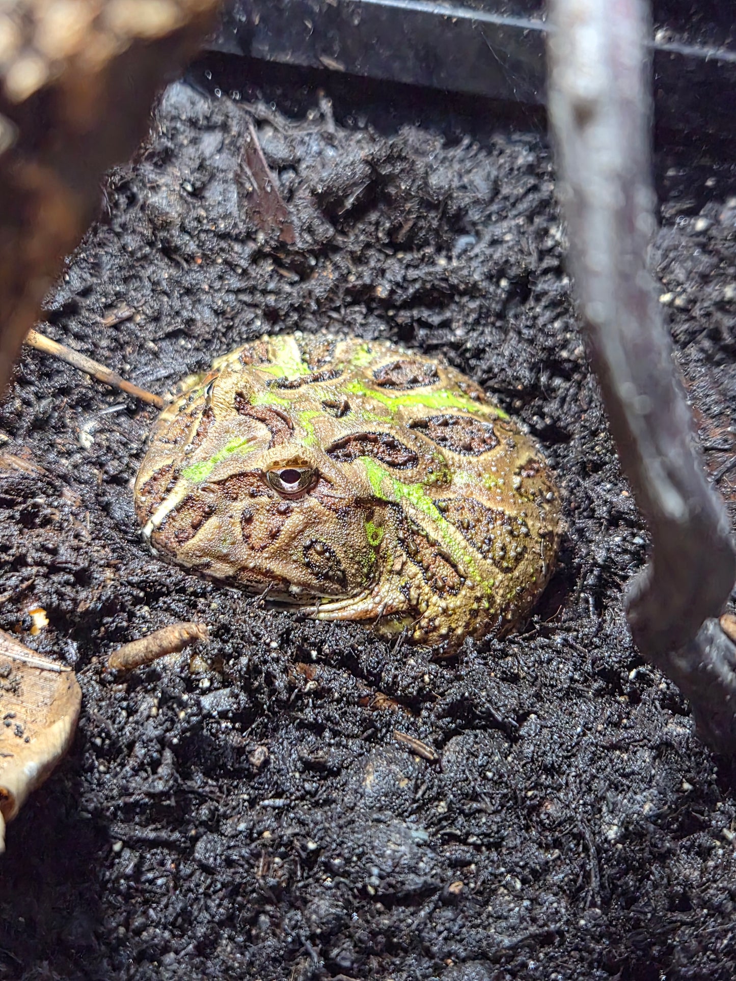Grenouille cornue de Cranwell – Ceratophrys cranwelli