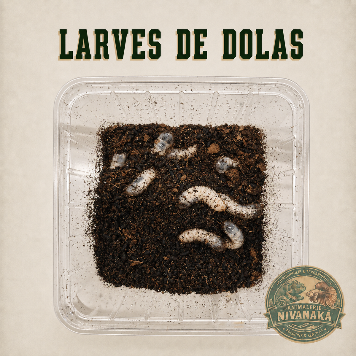 Larves de Dolas Reptofood