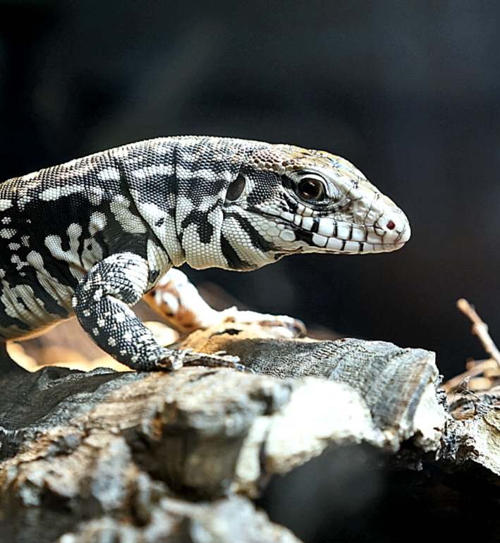 Tégu noir et blanc d’Argentine – Salvator merianae