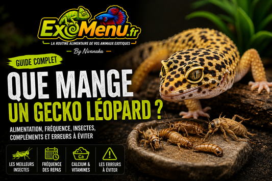 Que mange un gecko léopard ? Guide complet sur son alimentation