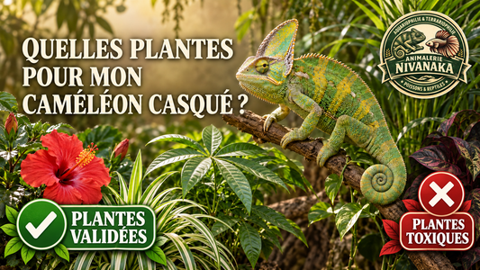 Caméléon casqué du Yémen entouré de plantes validées et de plantes toxiques à éviter, conseils de l’animalerie Nivanaka.