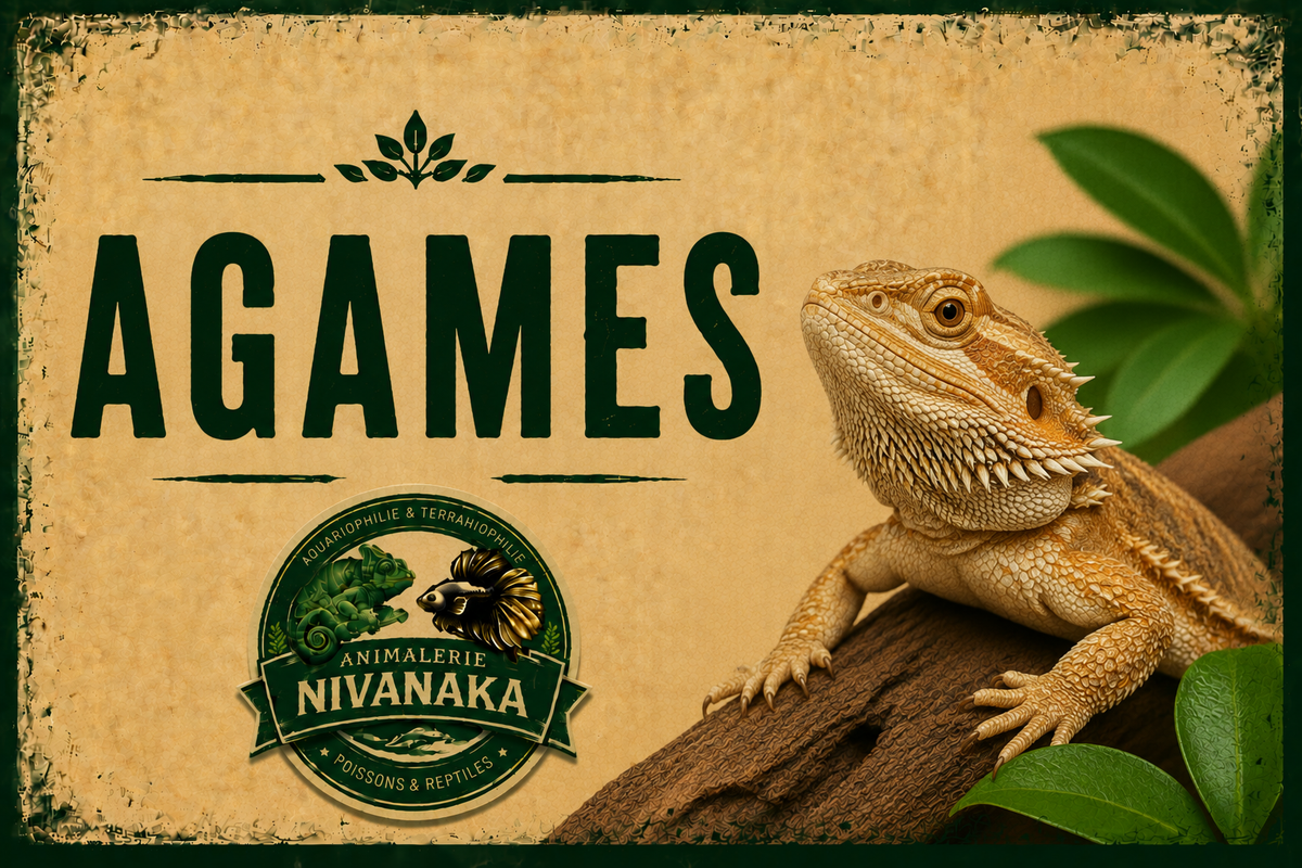 Agames de différentes espèces disponibles chez Nivanaka - reptiles et terrariophilie
