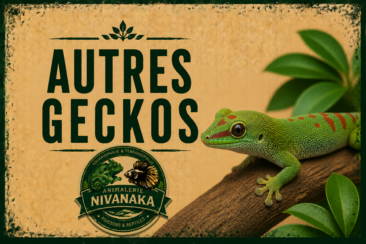 Autres espèces de geckos disponibles chez Nivanaka - geckos et terrariophilie