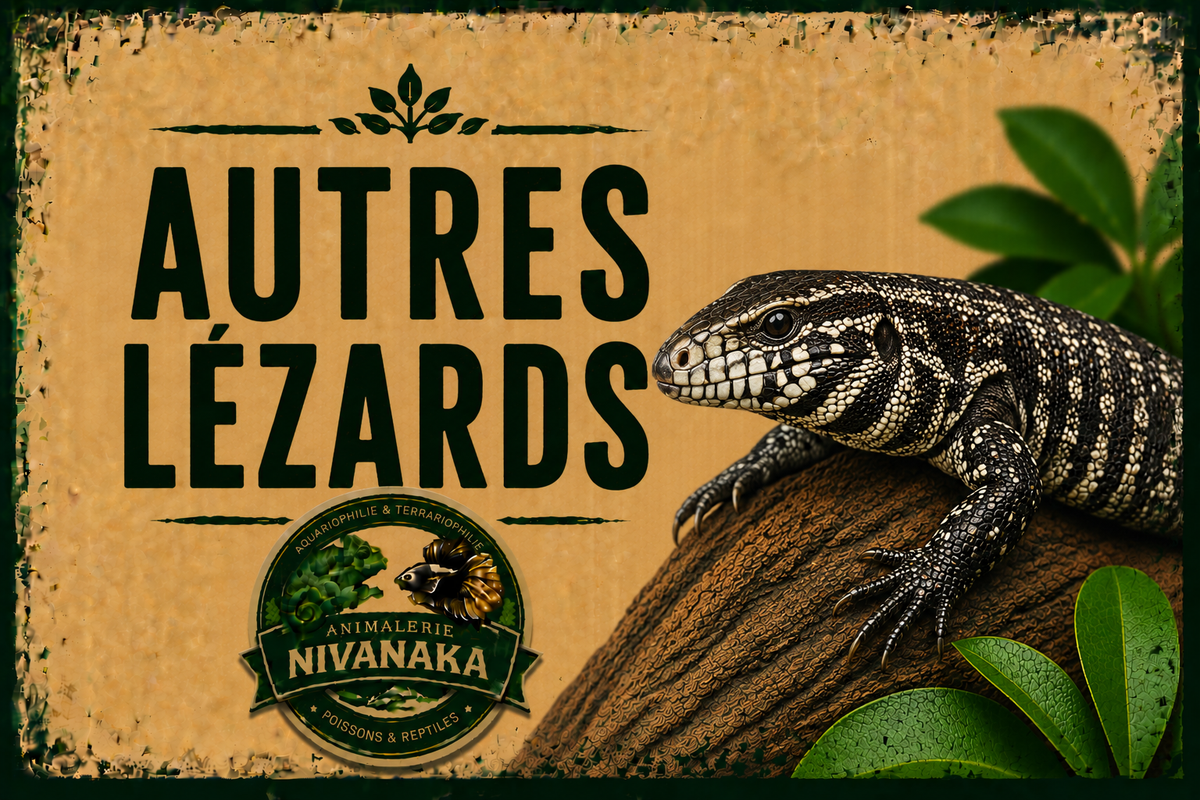 Lézards de différentes espèces pour terrarium - Nivanaka