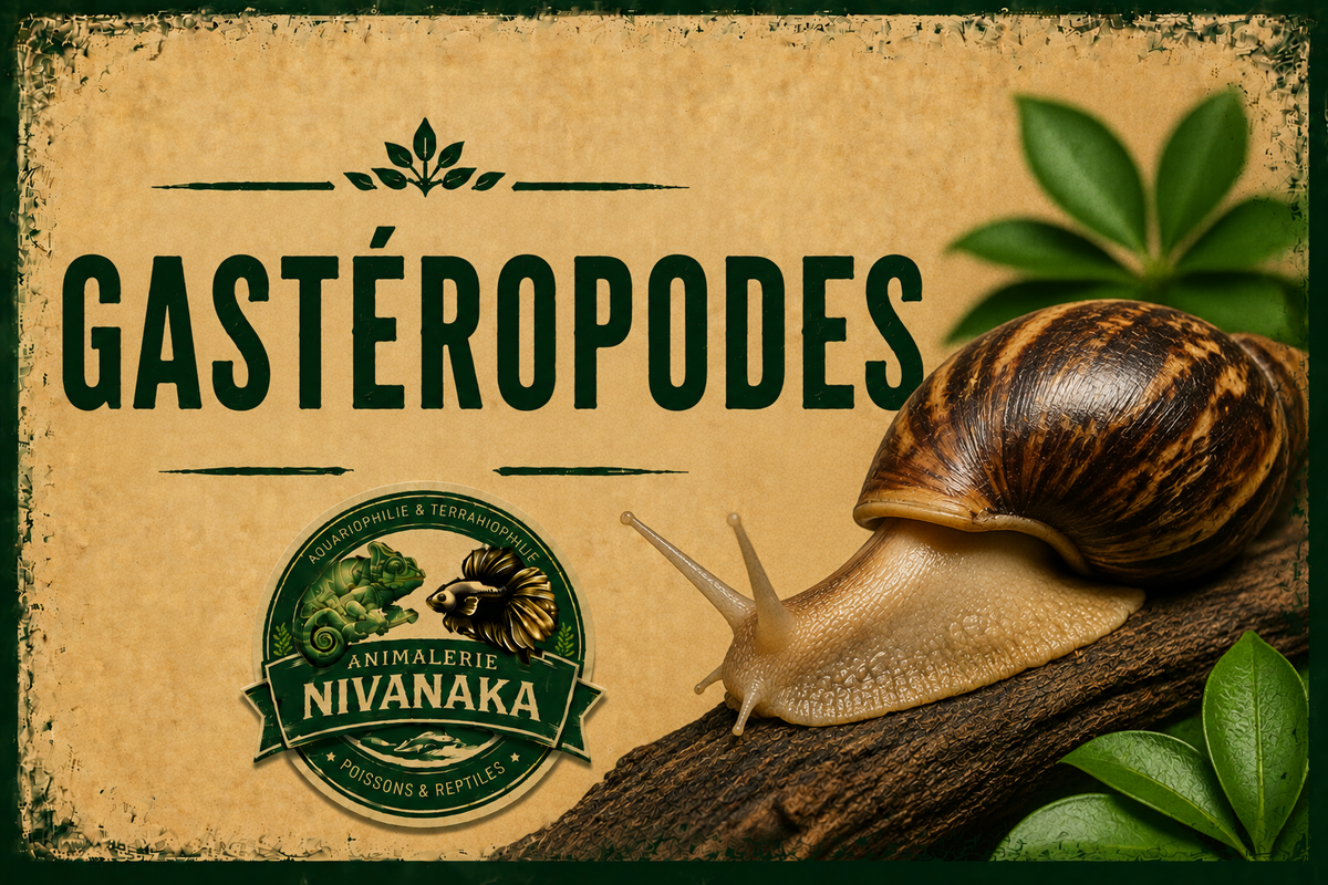 Gastéropodes terrestres de différentes espèces disponibles chez Nivanaka - escargots et terrariophilie