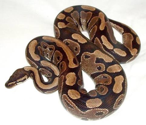 Python regius - Python royal