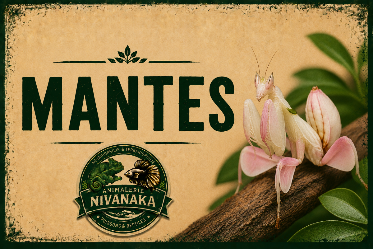 Mantes religieuses de différentes espèces disponibles chez Nivanaka - insectes et terrariophilie