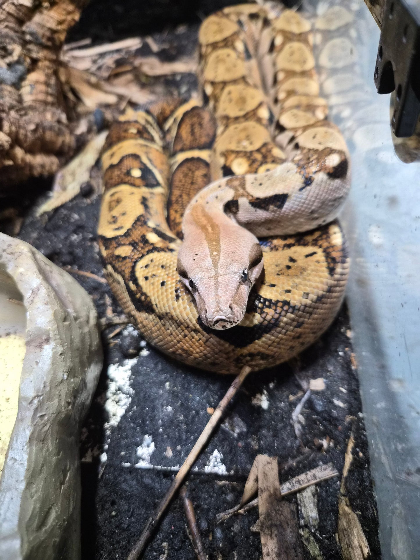 Boa constricteur – Boa constrictor Mâle
