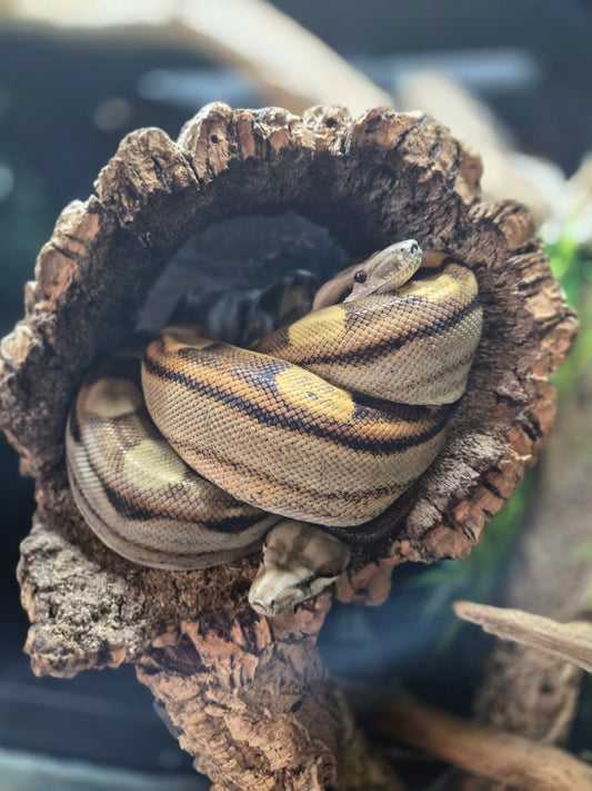 Boa constricteur – Boa constrictor Motley Femelle