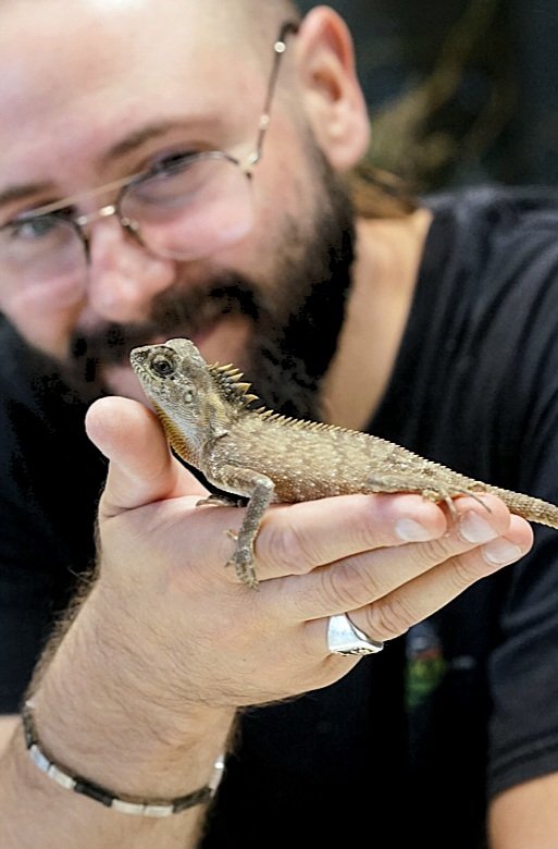 Dragon des montagnes – Acanthosaura capra