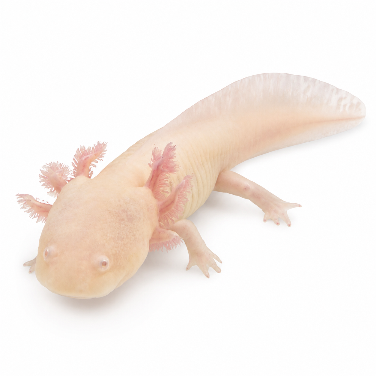 Axolotl albinos Ambystoma mexicanum au corps crème rosé et aux branchies externes roses