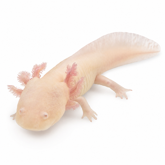 Axolotl albinos Ambystoma mexicanum au corps crème rosé et aux branchies externes roses