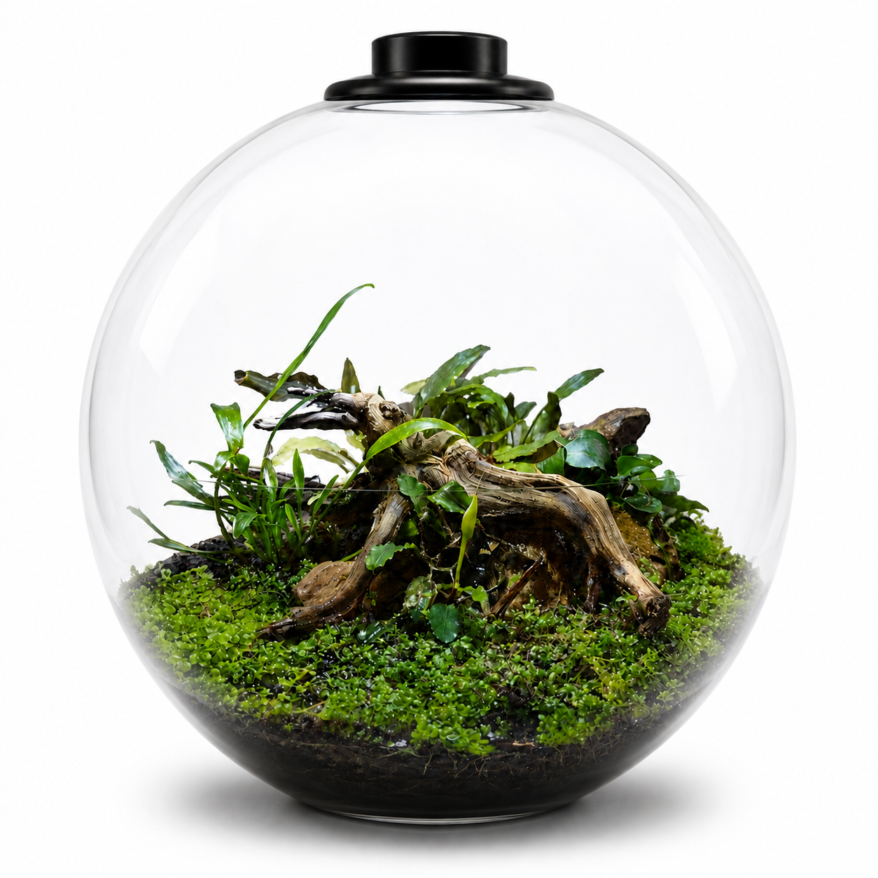 Terrarium végétal ouvert BioArt Bowl noir en verre avec éclairage et composition de plantes naturelles