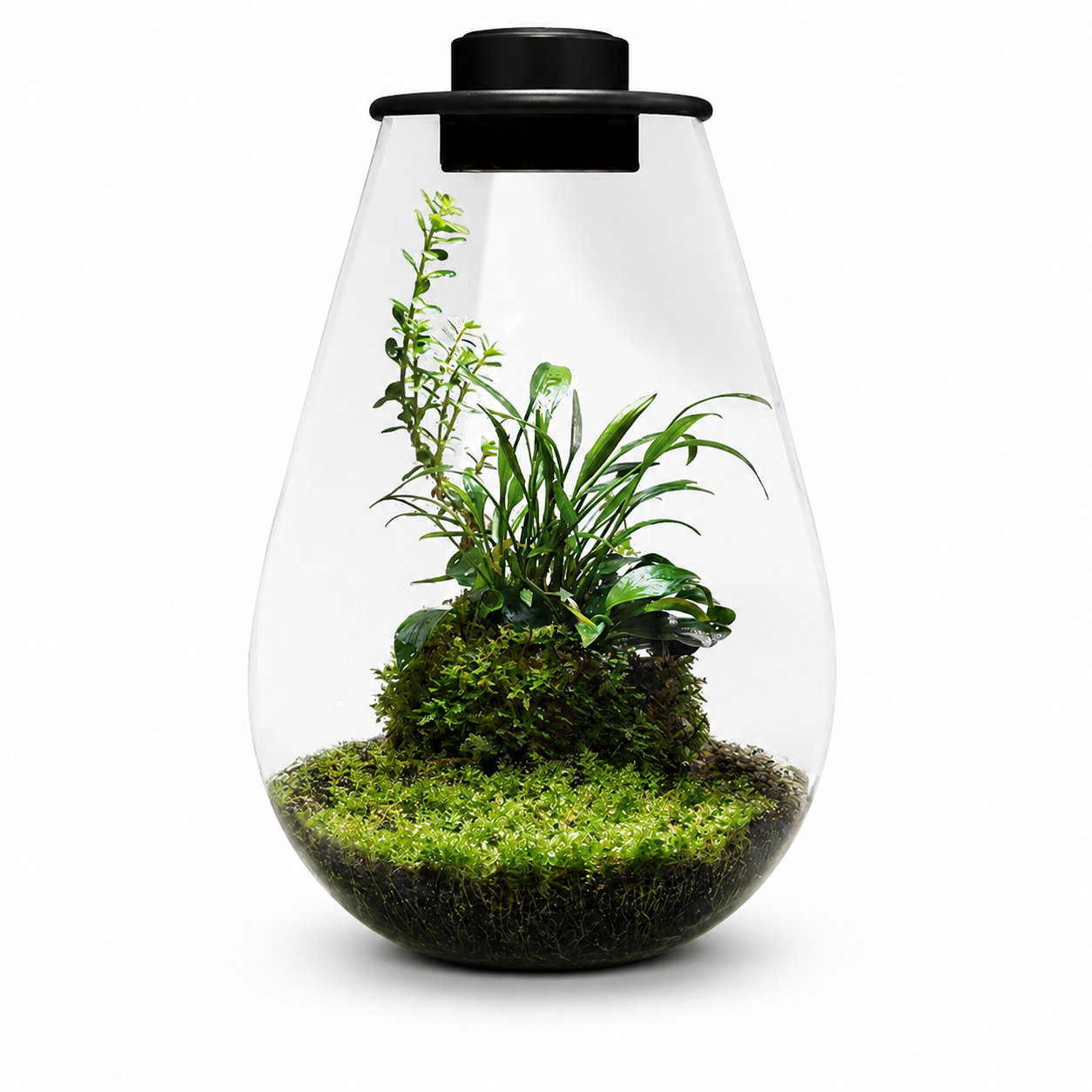 Terrarium végétal BioArt Drop noir en verre avec éclairage intégré et composition de plantes