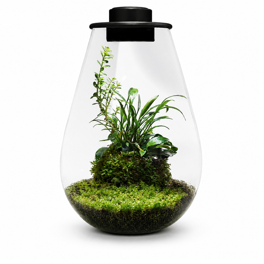 Terrarium végétal BioArt Drop noir en verre avec éclairage intégré et composition de plantes
