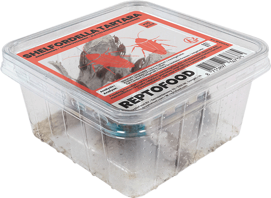 Blattes Red Runner vivantes Reptofood