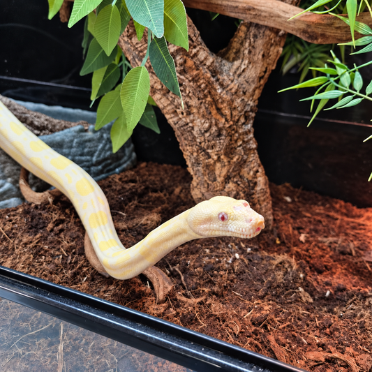 Boa imperator mâle Snow het Leopard à la coloration blanche et jaune pâle, photographié dans son terrarium aménagé.