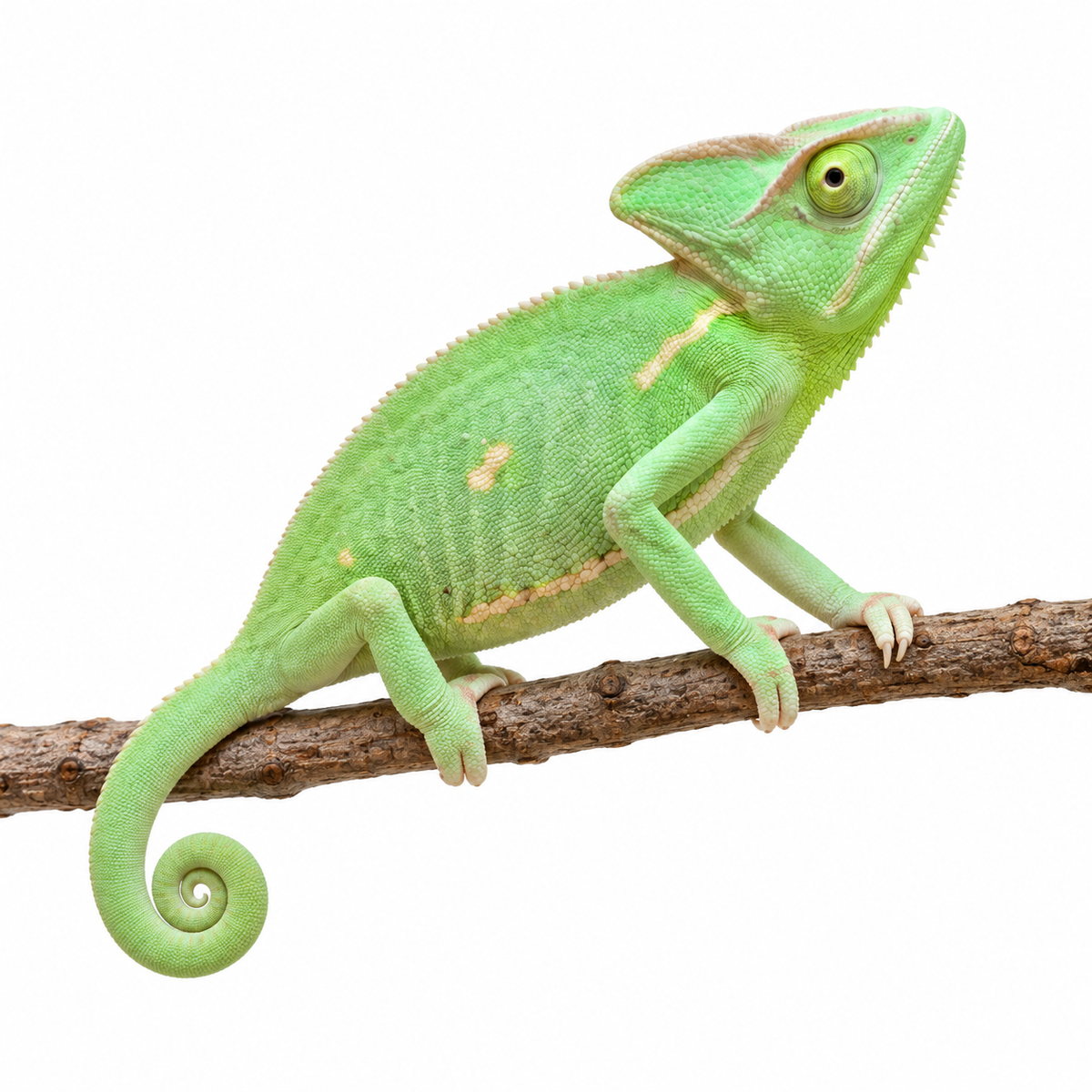 Caméléon casqué femelle Chamaeleo calyptratus vert clair, présentée sur une branche et sur fond blanc