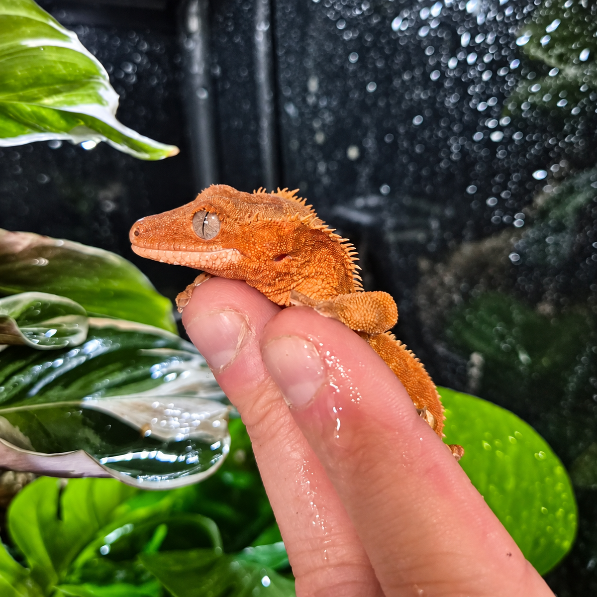 Gecko à crête Correlophus ciliatus Red Lilly White n°1, au corps rouge orangé, photographié de profil dans un terrarium végétalisé.