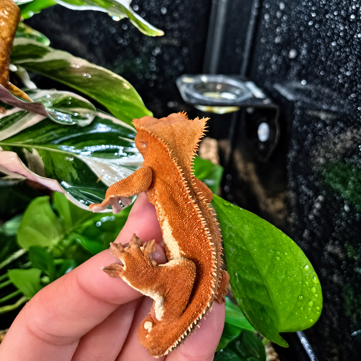 Gecko à crête Correlophus ciliatus Red Lilly White n°2, photographié de dos avec sa coloration rouge et ses motifs clairs dans un terrarium végétalisé.