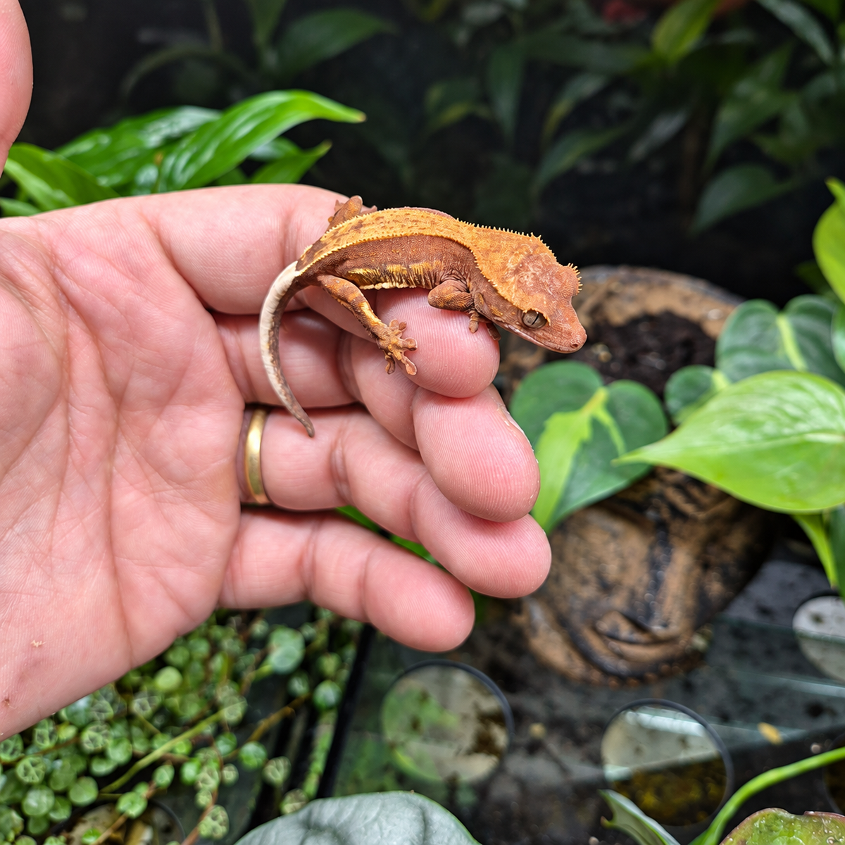 Jeune Gecko à crête Correlophus ciliatus n°3 aux couleurs brunes et orangées, photographié sur une main dans un décor végétal.