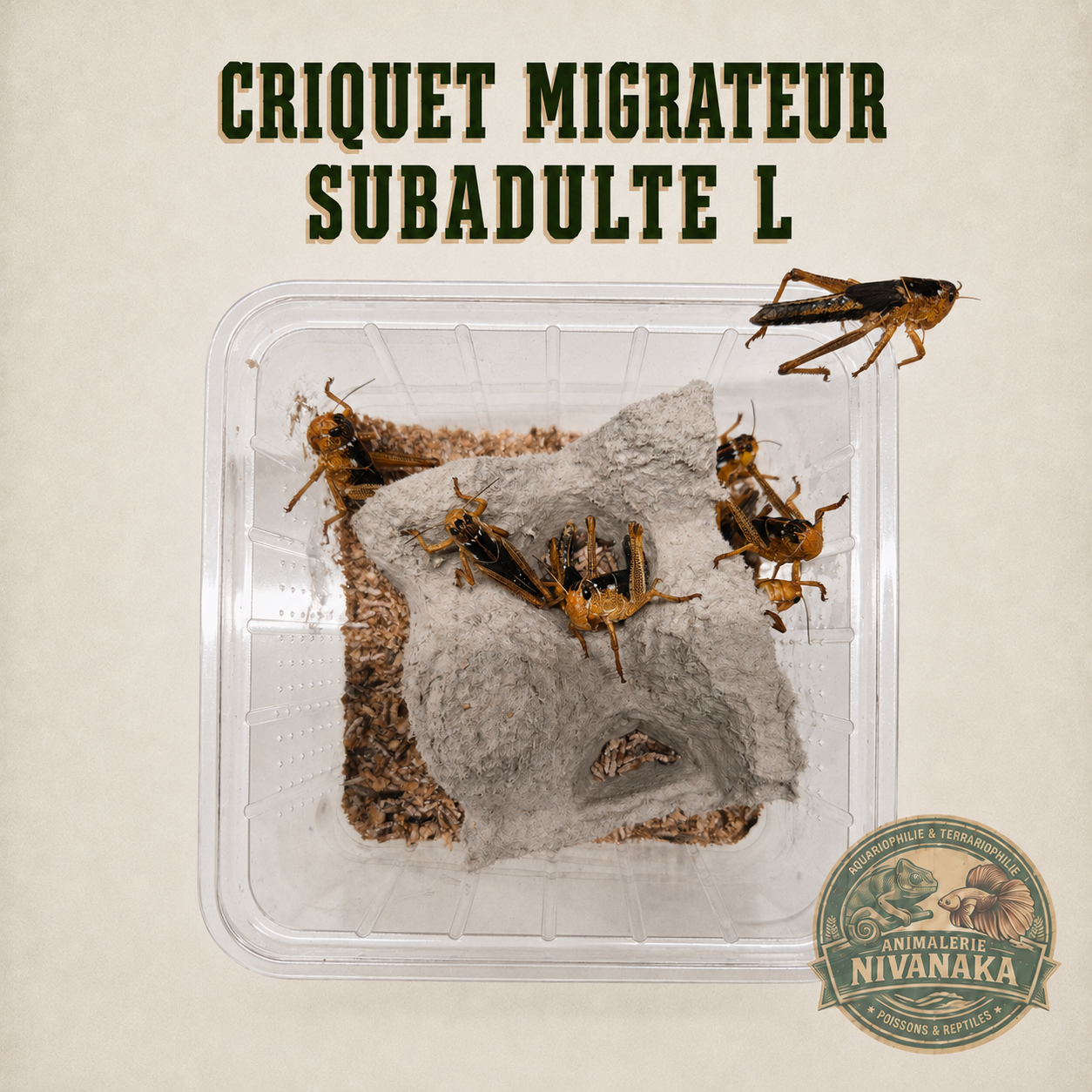 Criquets migrateurs vivants subadultes L pour reptiles insectivores