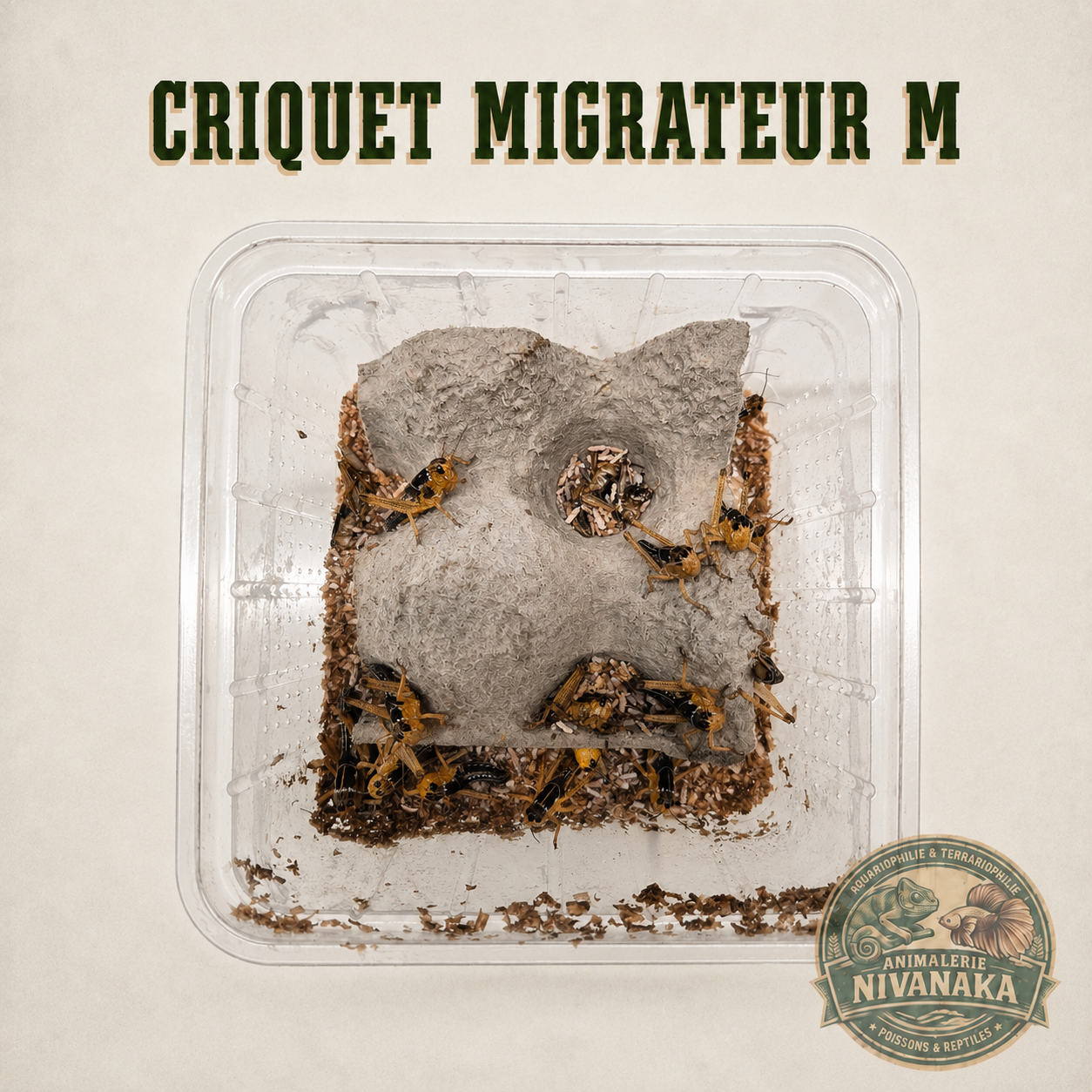 Criquets migrateurs vivants M taille moyenne pour reptiles insectivores