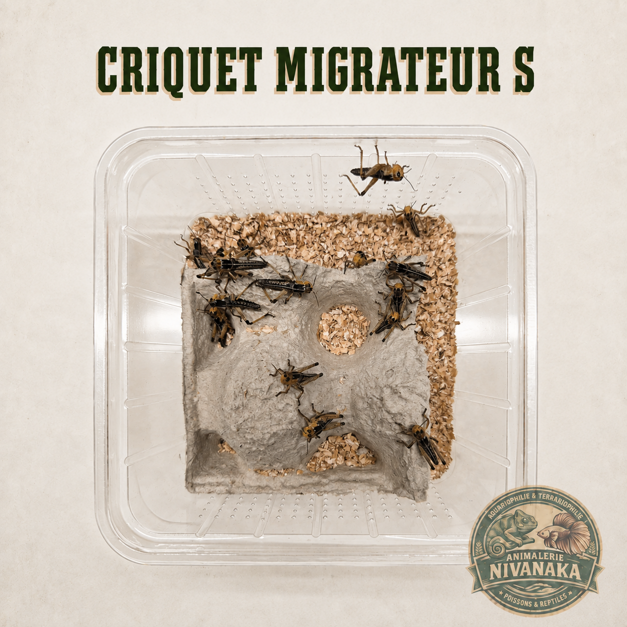 Petits criquets migrateurs vivants S pour l'alimentation des reptiles