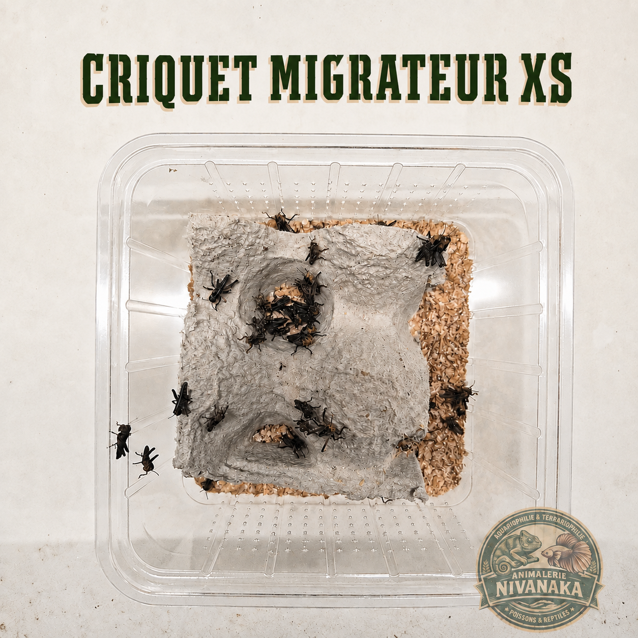 Très petits criquets migrateurs vivants XS pour reptiles insectivores