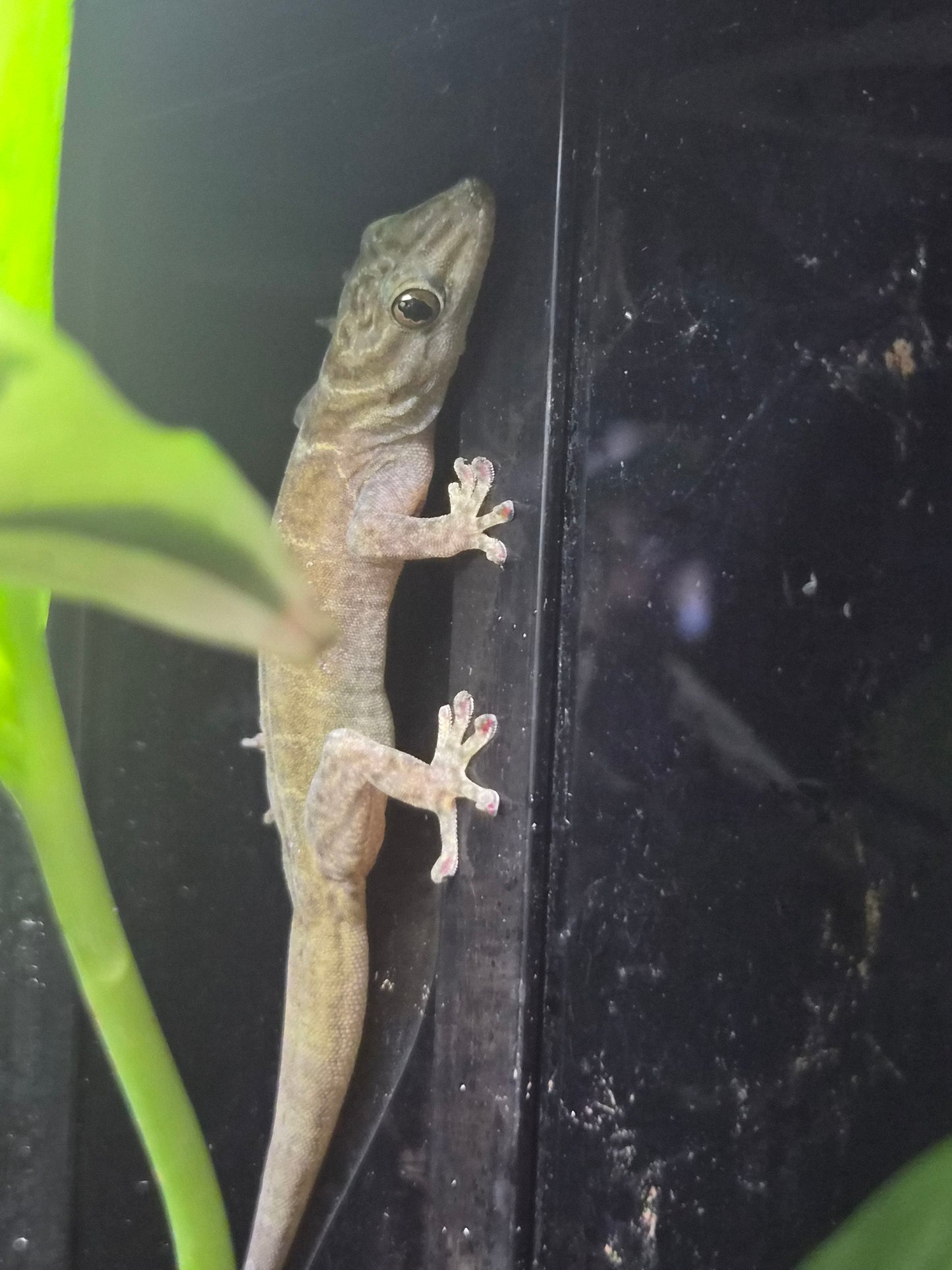 Gecko doré mâle Gekko badenii disponible chez Nivanaka