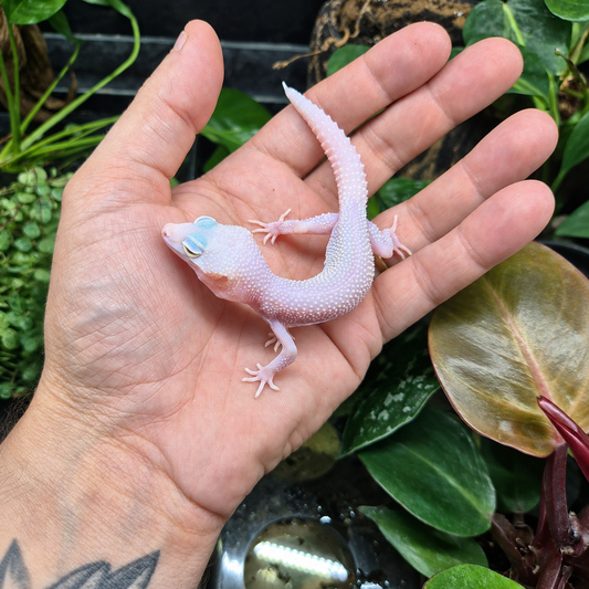 Gecko léopard Diablo Blanco n°1 à la coloration blanche légèrement rosée, photographié sur une main devant un terrarium végétalisé.