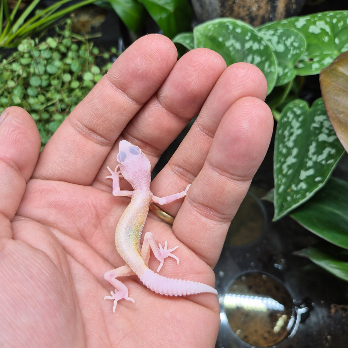 Gecko léopard White Knight à la coloration blanche rosée avec de légères nuances crème, photographié sur une main devant un terrarium végétalisé.