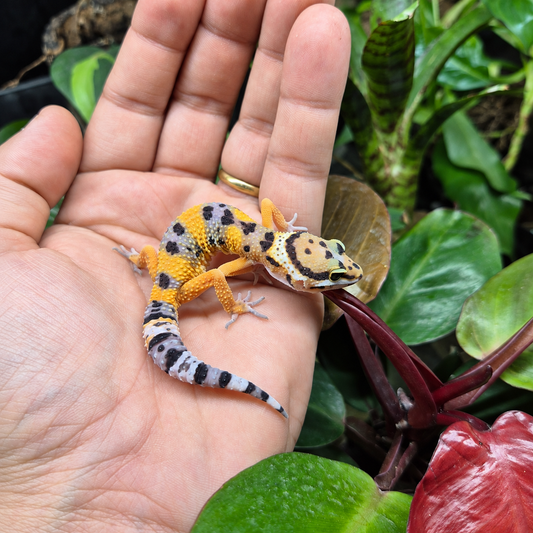 Gecko léopard juvénile jaune orangé aux marques noires et à la queue annelée, photographié sur une main devant un terrarium végétalisé.