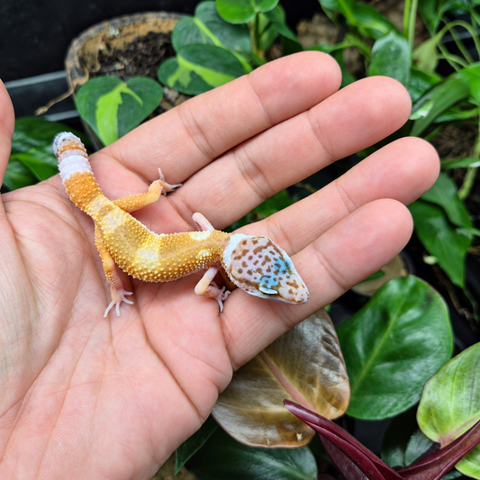 Gecko léopard juvénile jaune et crème à la tête blanche tachetée de brun, photographié sur une main devant un terrarium végétalisé.