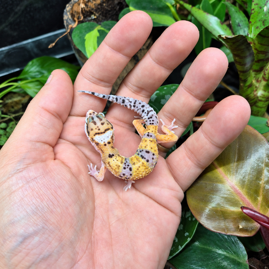 Gecko léopard juvénile jaune et blanc aux taches foncées, photographié sur une main devant un terrarium végétalisé.